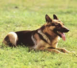 Adestramento de cães em Pelotas
