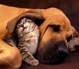 Hotéis para Cães e Gatos em Pelotas